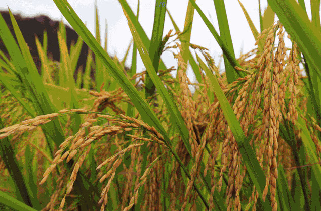 農業品牌策劃公司哪家好？