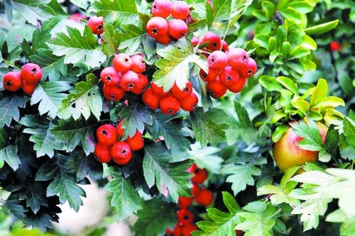 農業品牌策劃：關于農產品山楂品牌策劃的重點分析