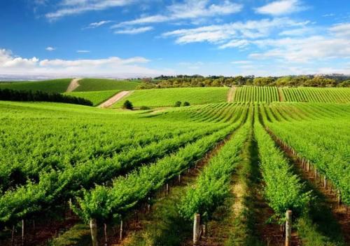 國務院關于農業(yè)品牌發(fā)展的決策部署