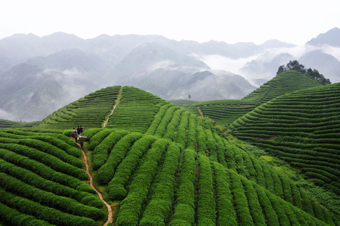 品牌形象，農業品牌定位