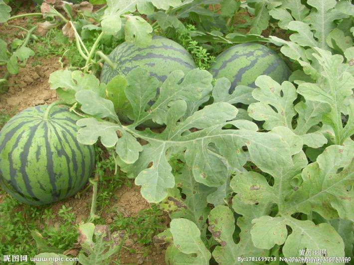 農(nóng)業(yè)品牌策劃，農(nóng)產(chǎn)品品牌策劃，西瓜農(nóng)業(yè)品牌策劃