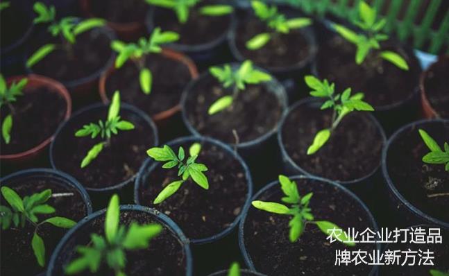 農業企業打造品牌農業新方法 農業企業打造品牌農業新方法