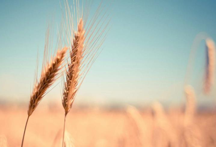 農業發展戰略策劃 農產品品牌策劃設計公司 農業發展戰略策劃 農產品品牌策劃設計公司