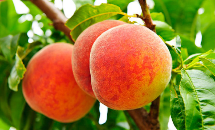 農業(yè)全案營銷咨詢 農業(yè)全案營銷咨詢