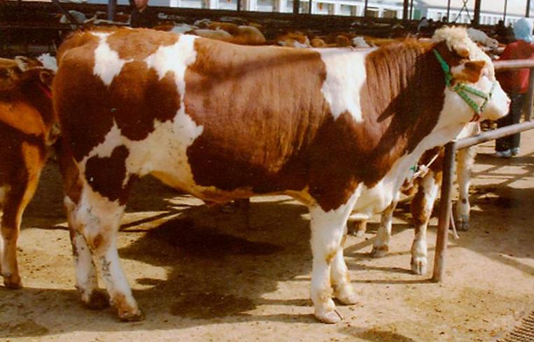 肉牛產業全案營銷策略 肉牛產業全案營銷策略