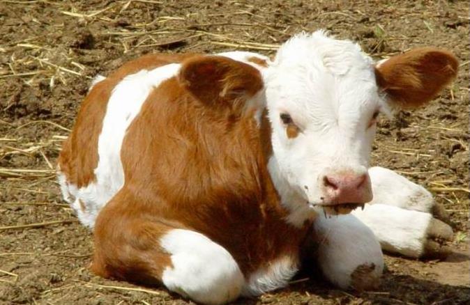 肉牛產業全案營銷策略 肉牛產業全案營銷策略