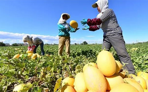 農業品牌全案營銷應保障農民的基本利益 農業品牌全案營銷應保障農民的基本利益