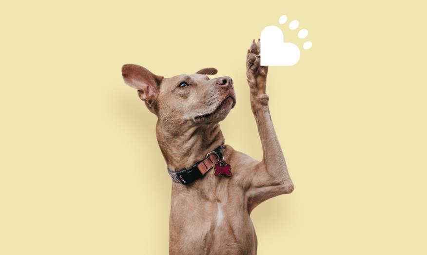 打造寵物護(hù)理品牌 打造寵物護(hù)理品牌