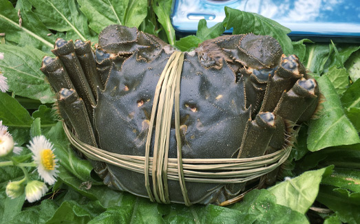 水產養殖農業品牌策劃需要做好哪些