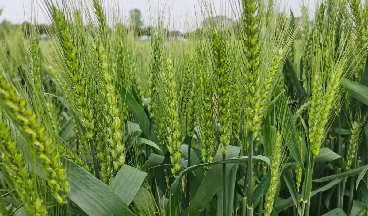 農產品區域品牌策劃與品牌策劃全案公司推薦