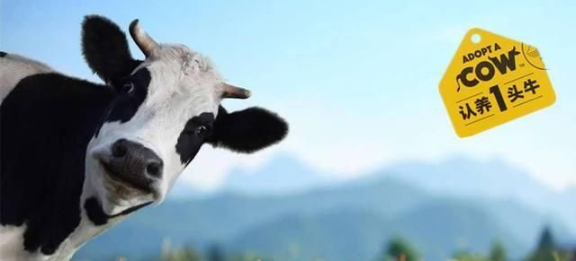 品牌戰略與營銷咨詢：認養一頭牛，乳業紅海突破之路