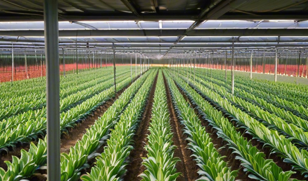 播種未來：農(nóng)業(yè)品牌全案策劃的實際意義