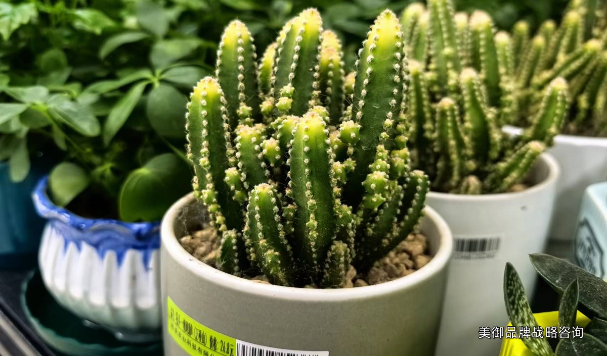 美御淺析盆栽綠植品牌營銷策劃建議 美御淺析盆栽綠植品牌營銷策劃建議