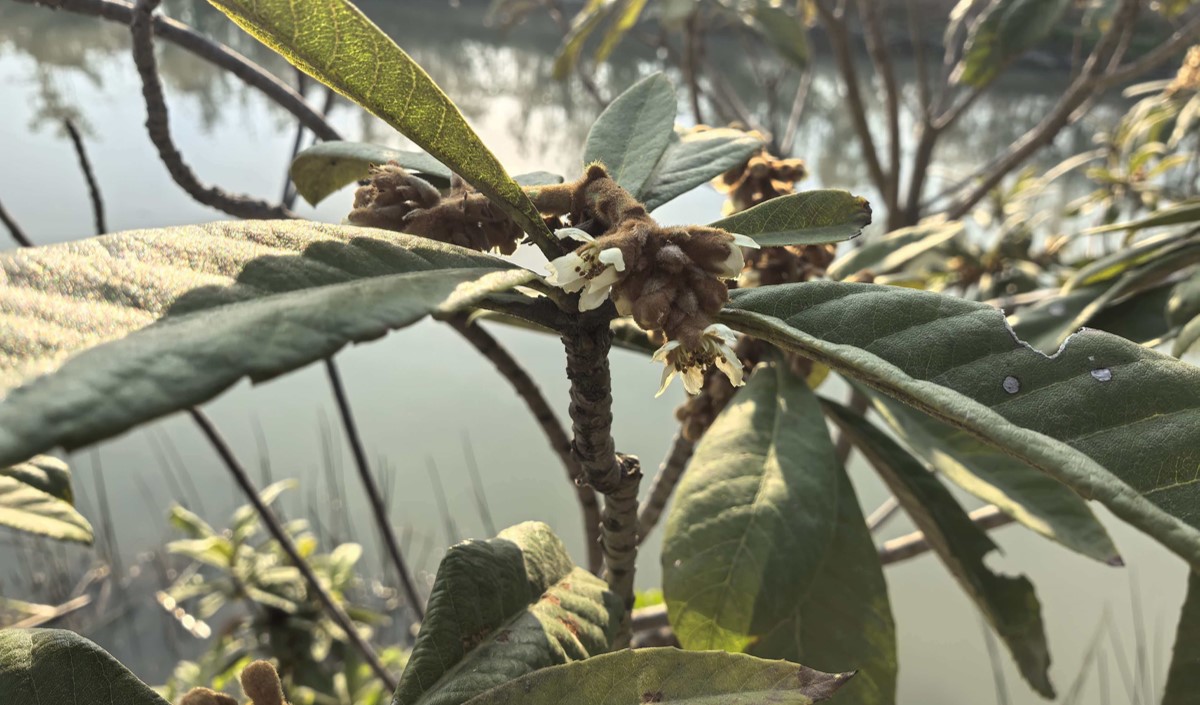 如何打造一個讓人無法拒絕的特色農業品牌